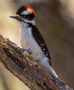 0444 Sugarite Canyon S P, NM-Downy Woodpecker (Male).jpg