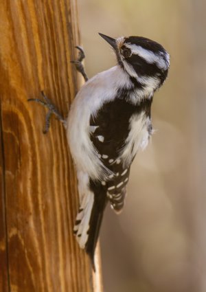 0443 Sugarite Canyon S P, NM-Downy Woodpecker (Female).jpg