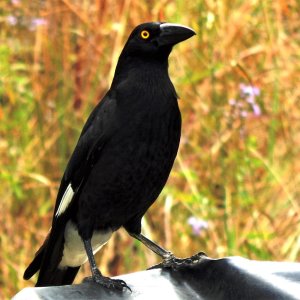 Pied Currawong 1.jpg