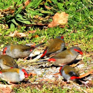 Red Brow Finch 6.jpg